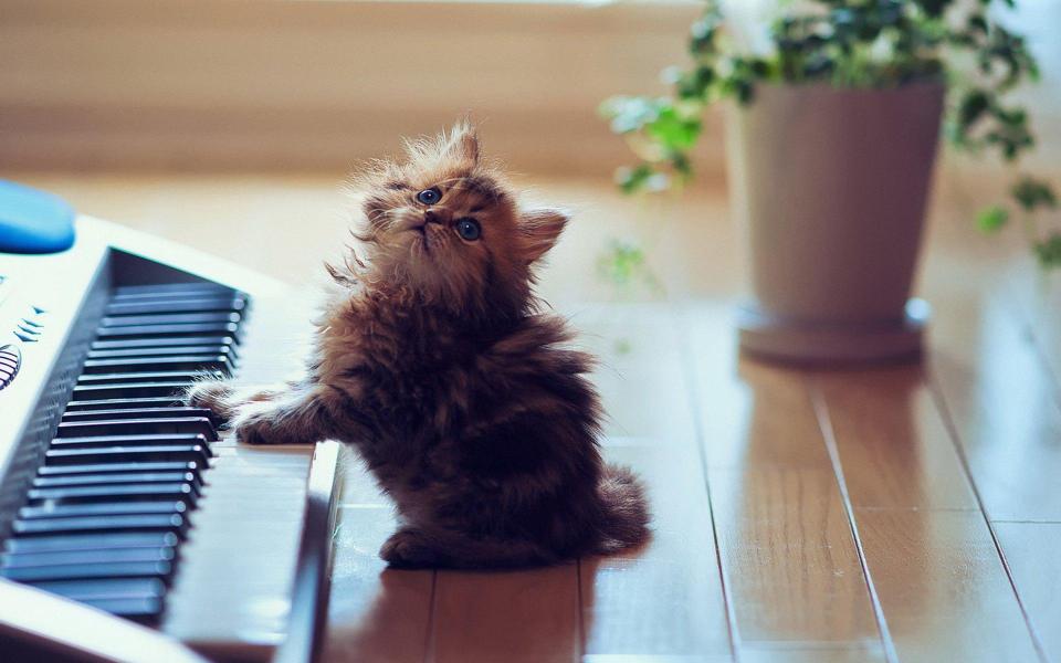 弹钢琴的猫咪可爱的萌旳壁纸