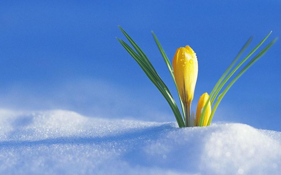 雪地植物桌面背景图片