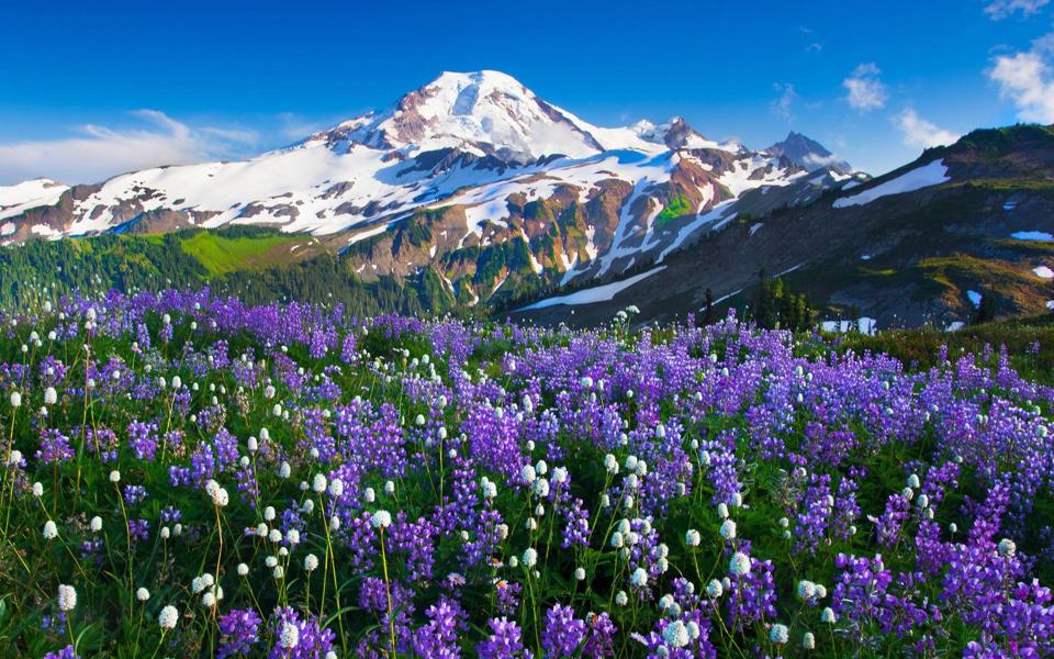 雪山下的花海图片高清风景桌面壁纸