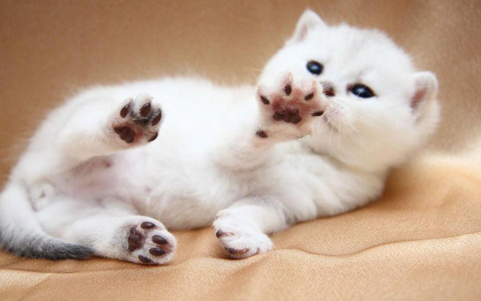 可爱白色的小猫咪壁纸