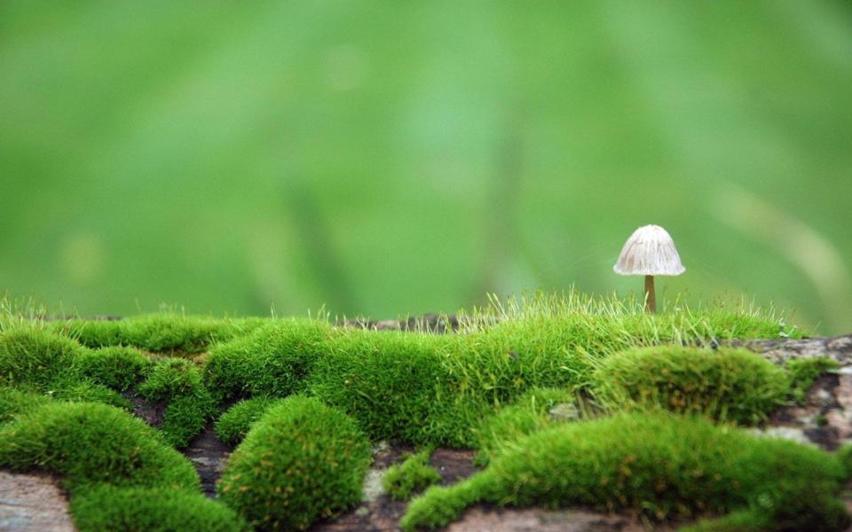 小蘑菇绿色护眼桌面壁纸
