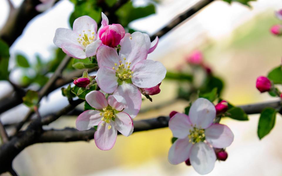 清香淡雅的苹果花图片