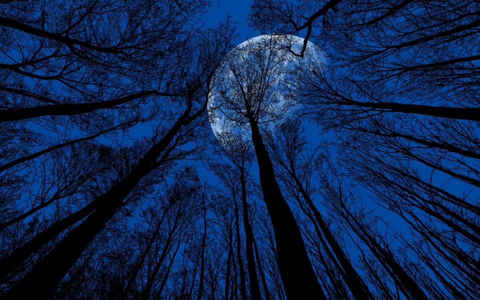 月夜下树林上空唯美桌面壁纸