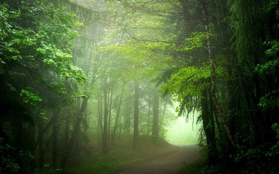 绿色森林道路深片高清自然风景桌面壁纸