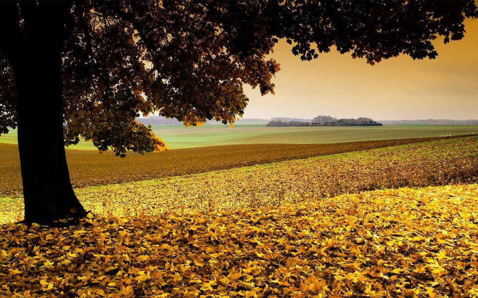 秋天大树下的落叶风景壁纸