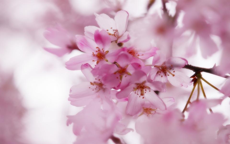 高清樱花壁纸 梦幻樱花图片大全高清壁纸下载