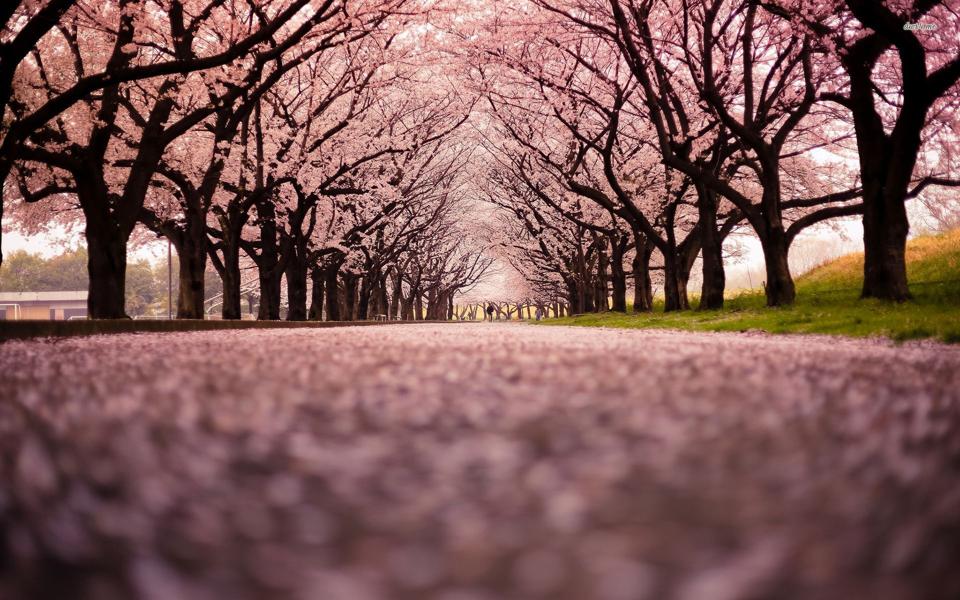 高清樱花壁纸 梦幻樱花图片大全高清壁纸下载