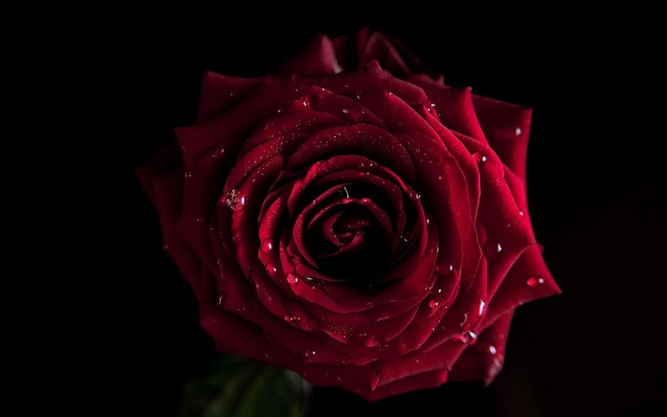 红色玫瑰花高清桌面图片