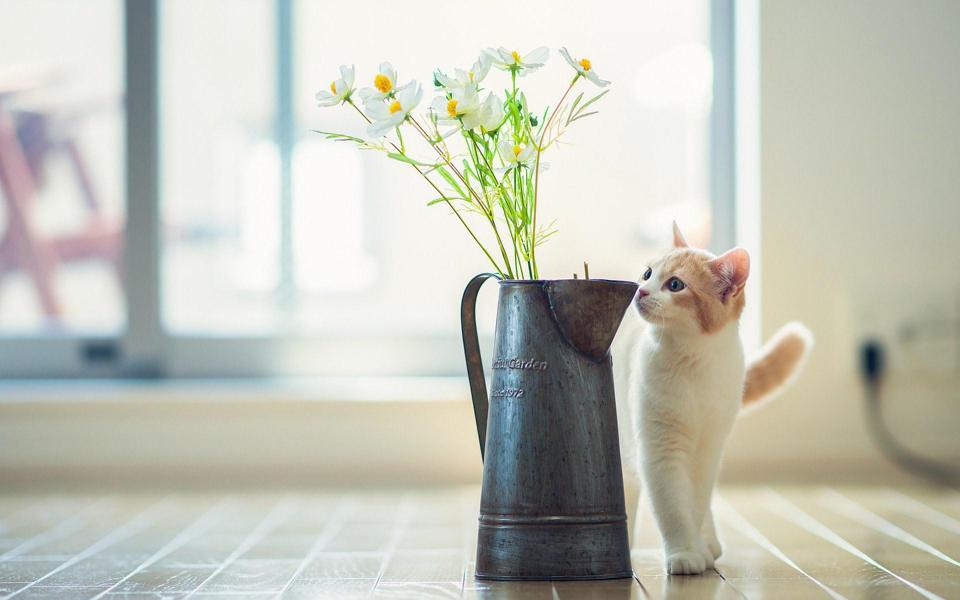 小清新花瓶和猫咪桌面壁纸高清下载