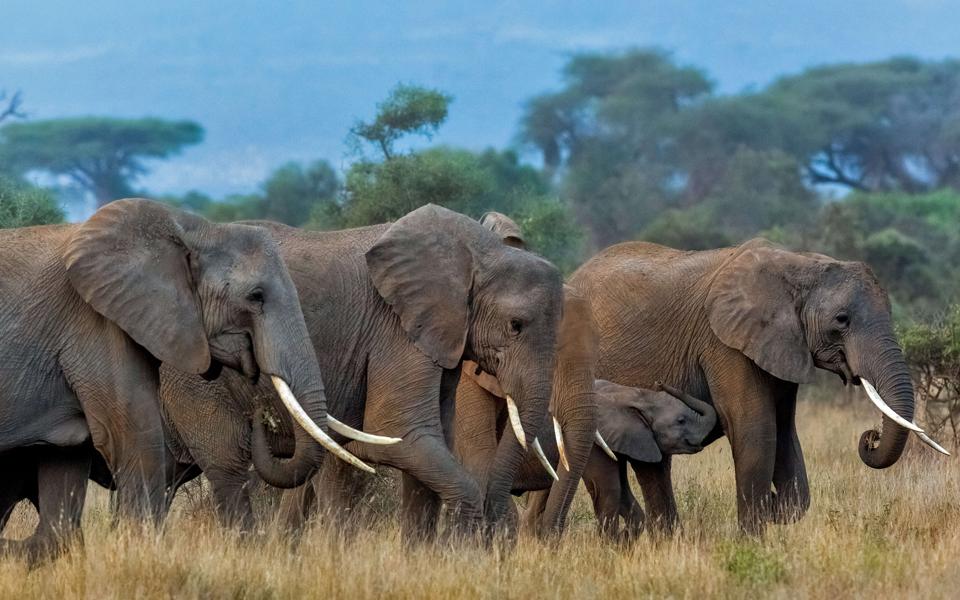 非洲象群图片高清动物壁纸下载
