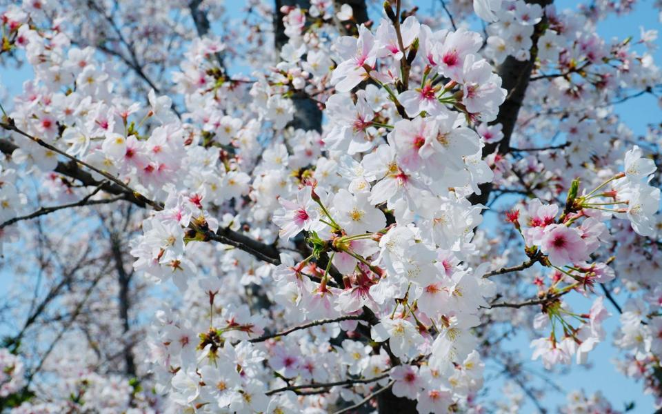 春天洁白的樱花高清壁纸图片