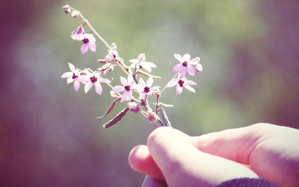 LOMO风格唯美花草壁纸