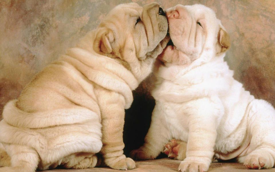 两只可爱的萌狗狗高清壁纸