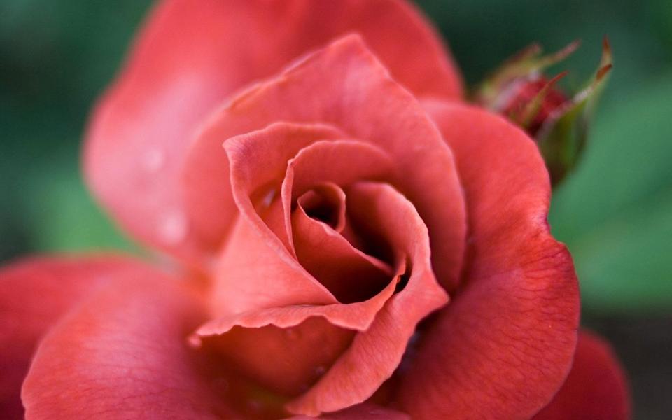 红色单朵玫瑰花桌面壁纸
