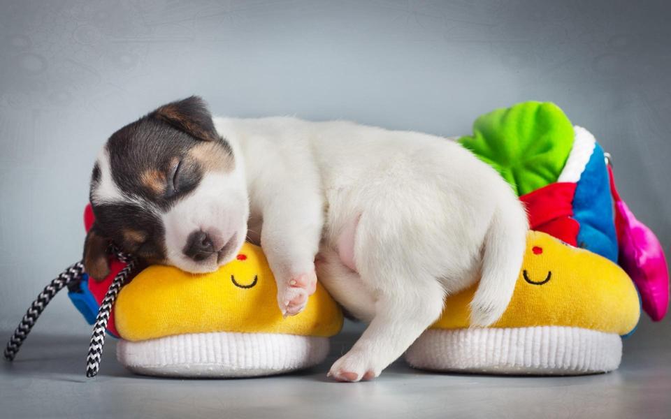 睡在鞋子上的小狗可爱萌壁纸