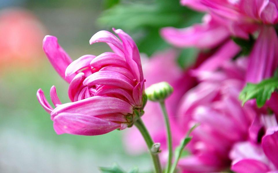 漂亮的菊花小清新花朵桌面壁纸