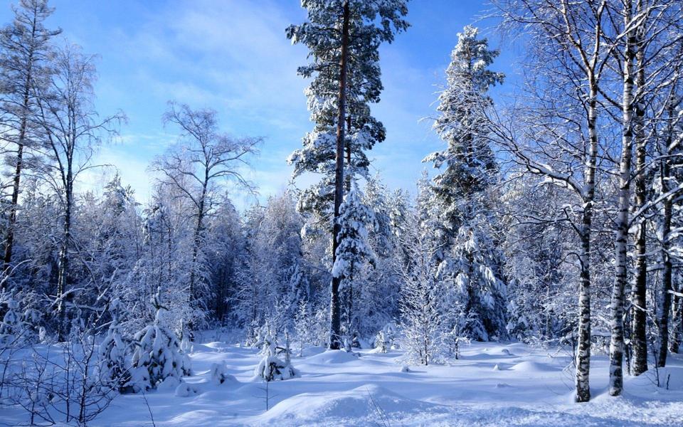 冬季森林雪景高清壁纸