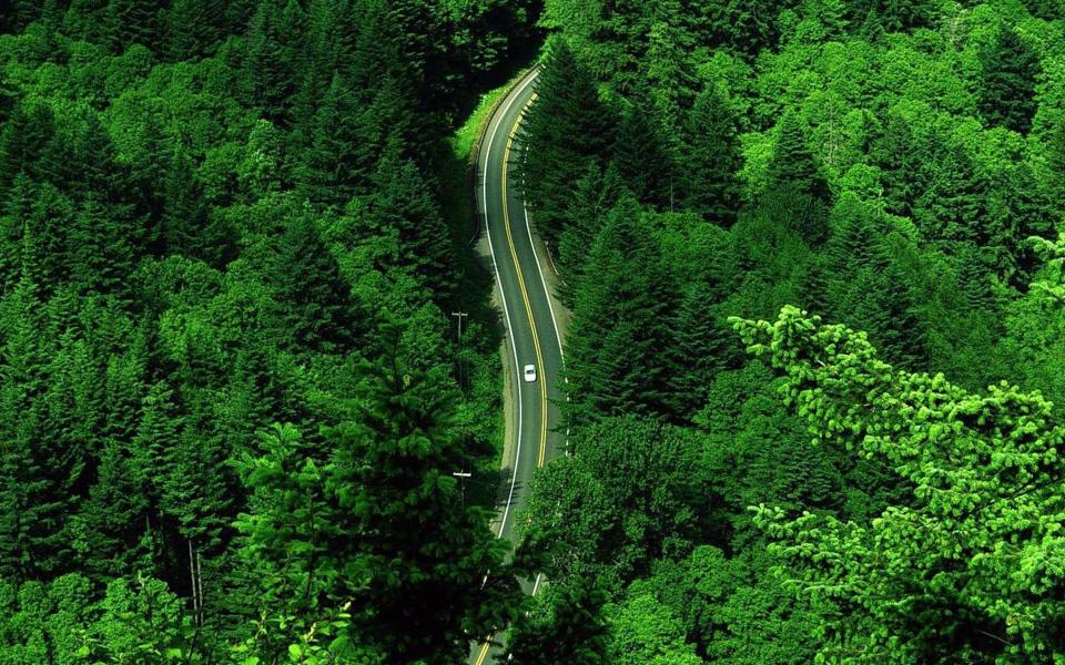 绿色森林公路风景桌面壁纸