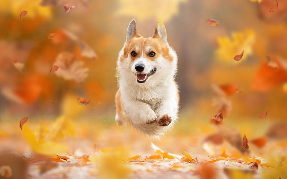 秋天落叶中奔跑的汪星人宠物狗狗壁纸图片
