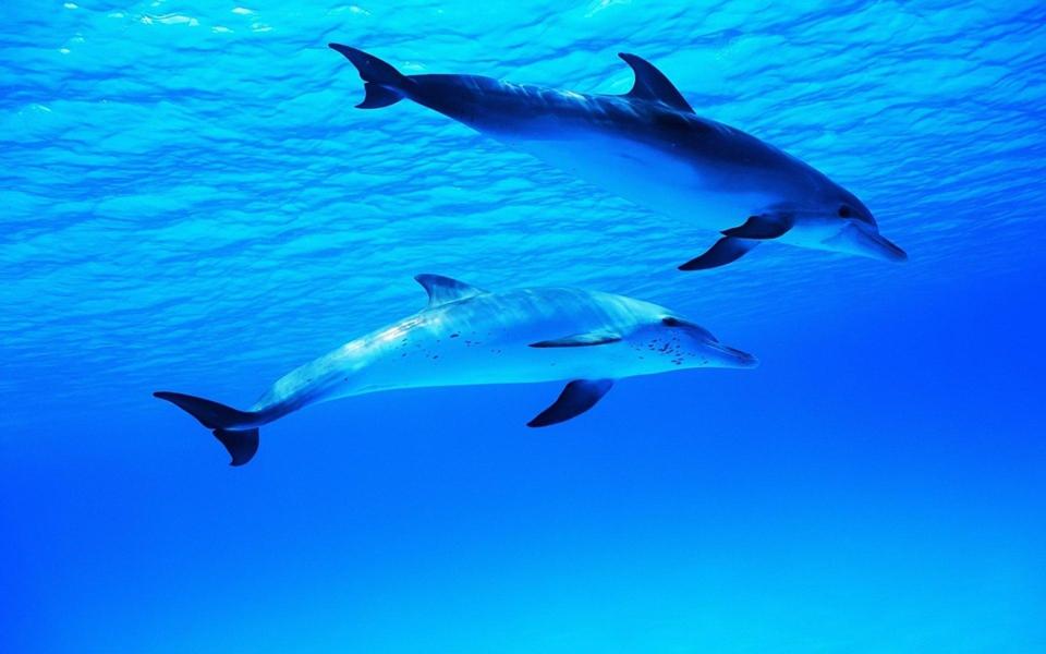 蓝色大海海豚高清壁纸