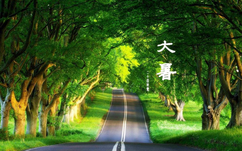 林荫道路大暑节气图片电脑桌面壁纸绿色护眼