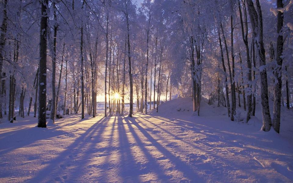 日出树林浪漫雪景电脑壁纸