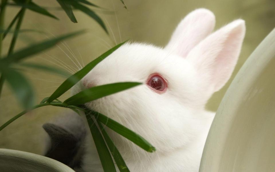 可爱的小白兔电脑桌面壁纸