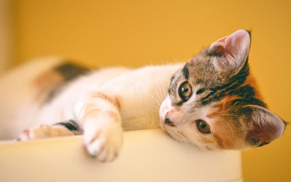 可爱的小猫咪4K高清桌面壁纸