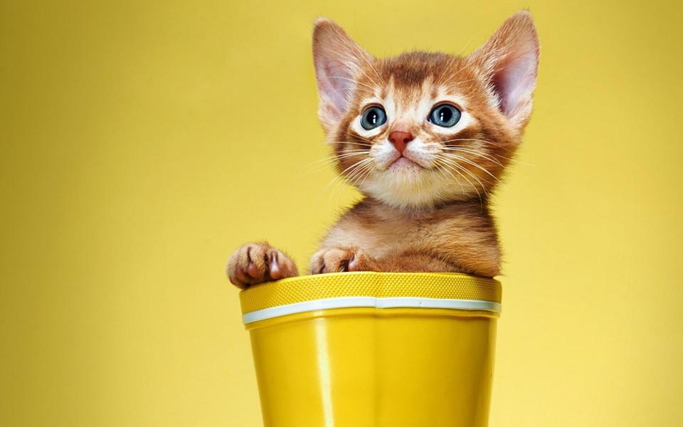 在杯子里玩耍的小猫桌面壁纸