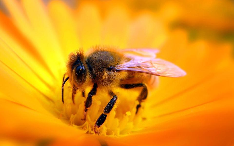 高清蜜蜂采蜜壁纸图片