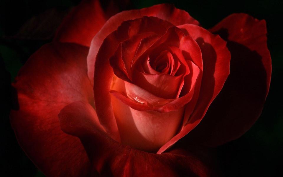 红色的玫瑰花壁纸高清大图