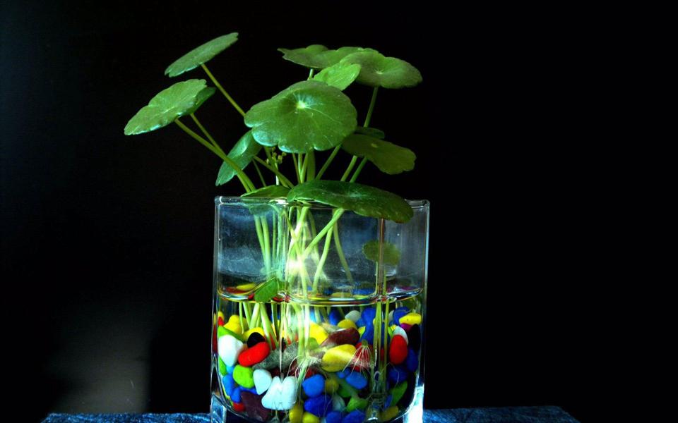 花瓶中的浮萍植物图片高清电脑壁纸