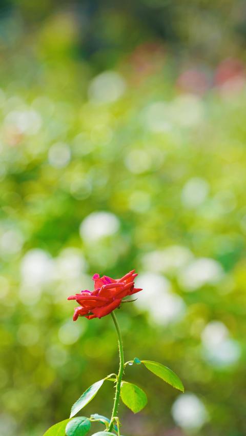 秋天的月季花壁纸手机图片大全