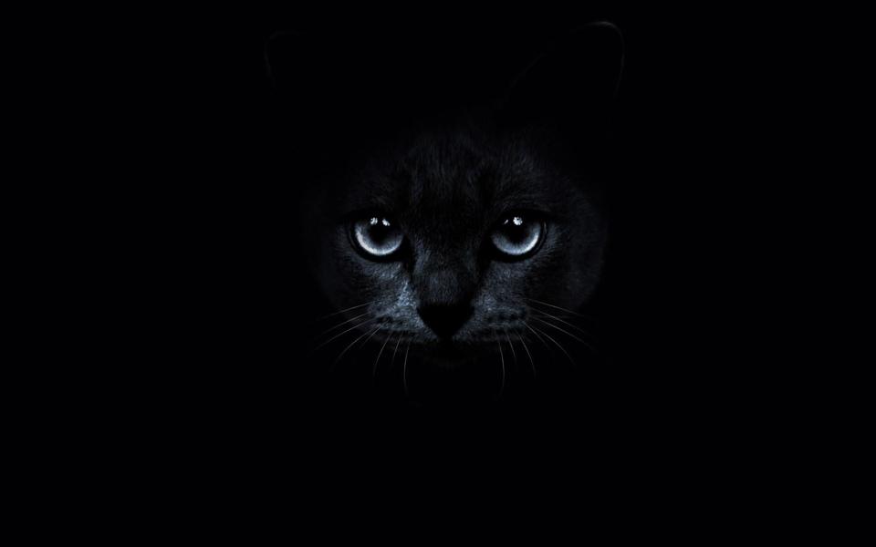 高清黑色的猫咪桌面背景图片