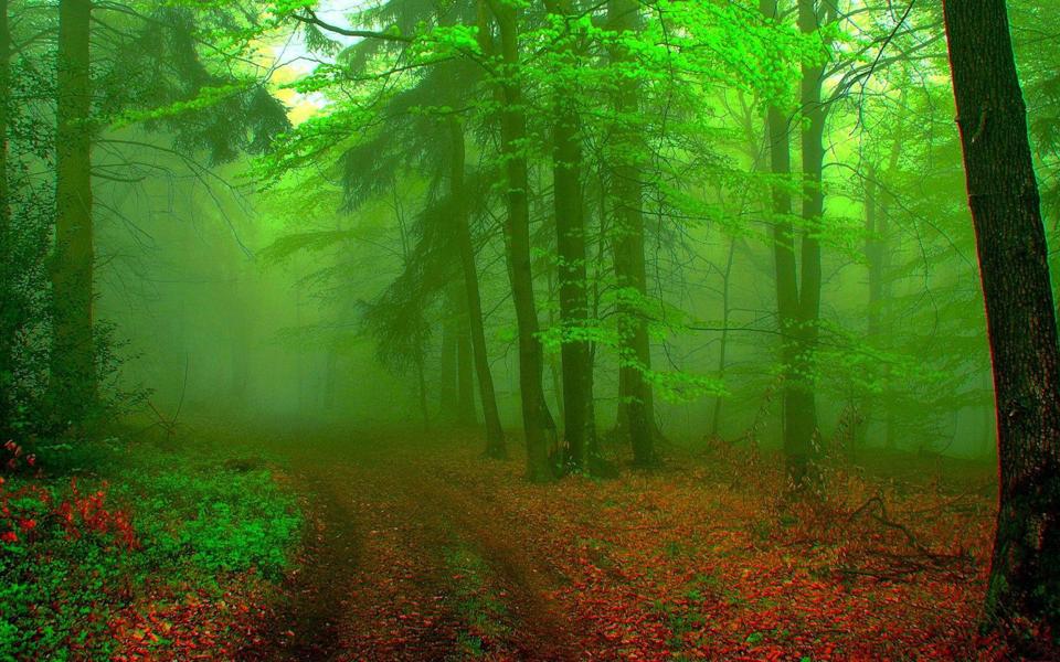 绿色森林深处护眼自然风景桌面壁纸