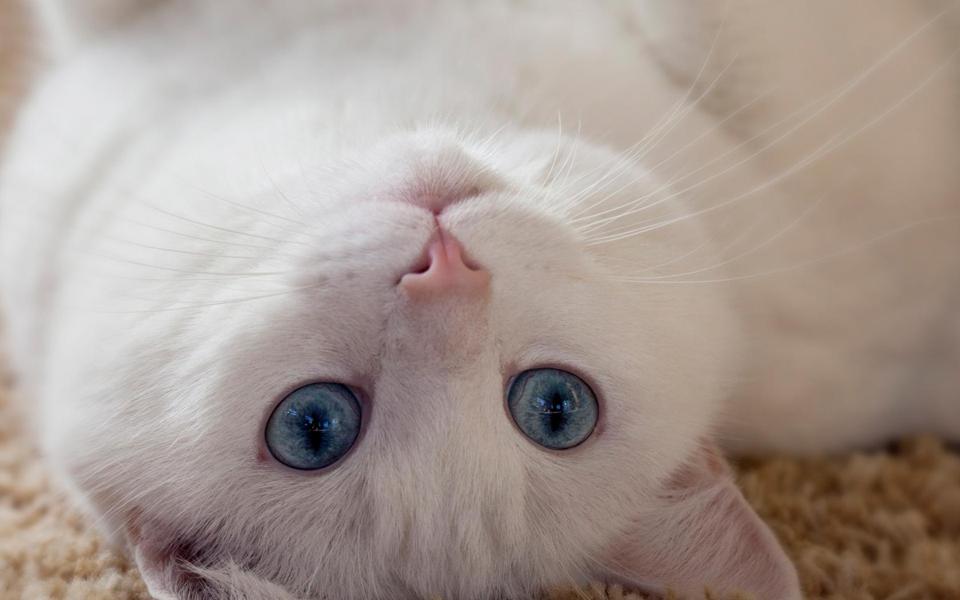 白猫可爱眼神桌面壁纸