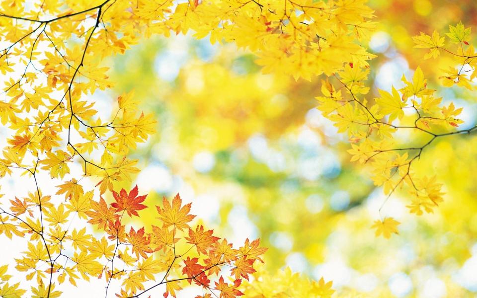 阳光下秋叶自然风景桌面壁纸
