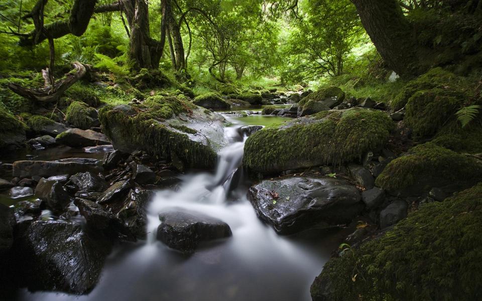 森林 树木 溪流 石头 苔藓 自然绿色风景壁纸