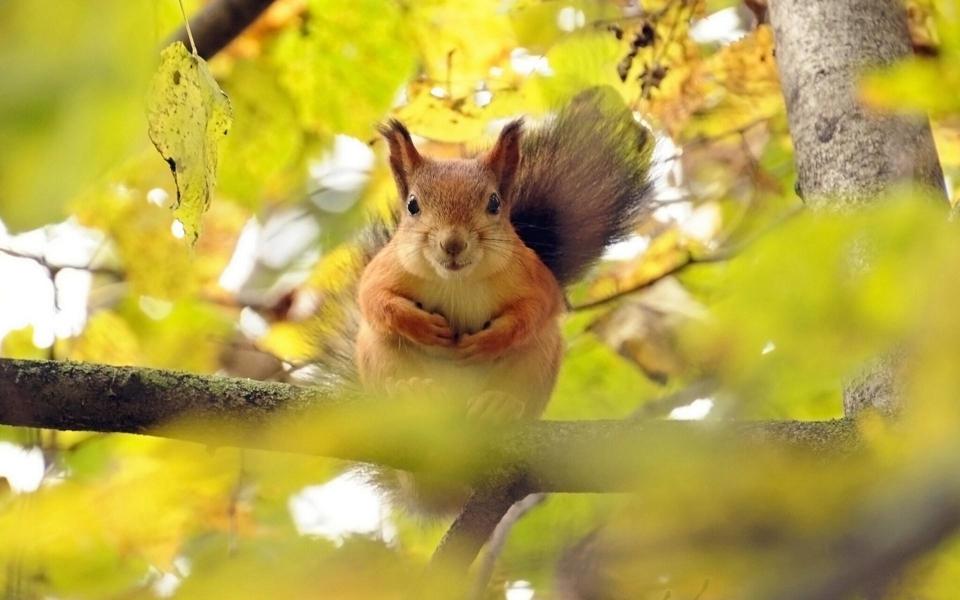 秋天森林里的小松鼠动物壁纸