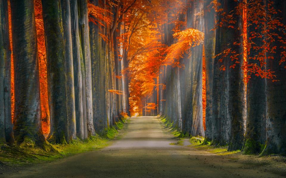 森林秋天阳光通路风景壁纸