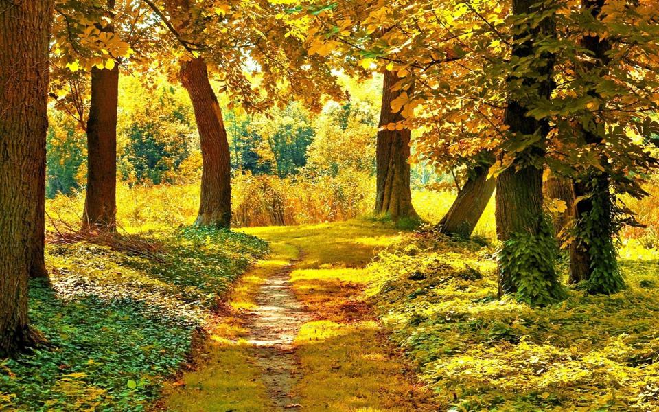 秋天森林的路自然风景桌面壁纸