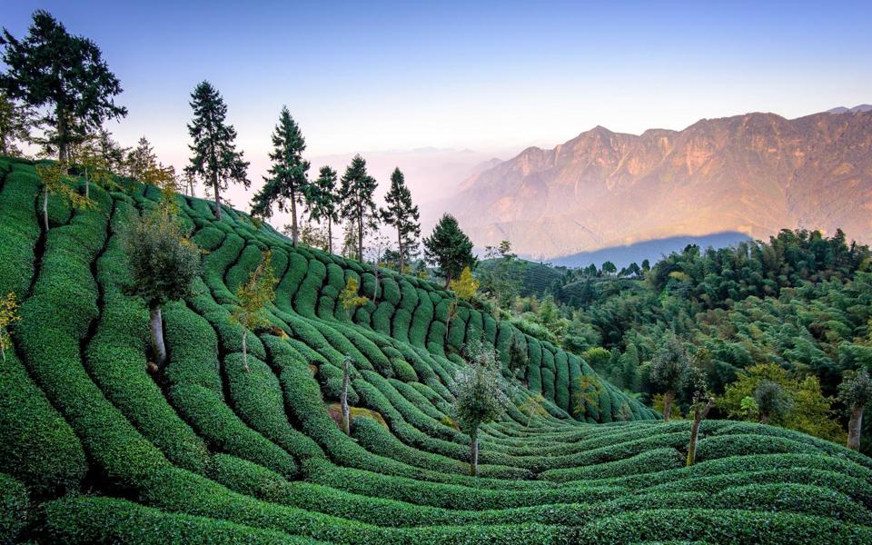 好看的茶园绿色壁纸桌面下载