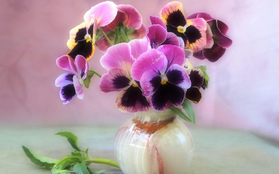 花瓶里好看的紫罗兰桌面壁纸
