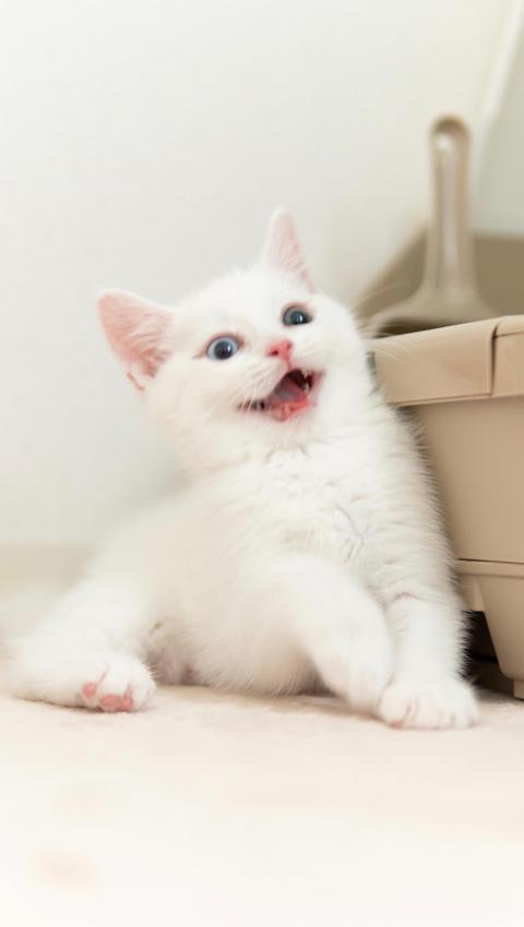 可爱的小奶猫图片高清手机壁纸