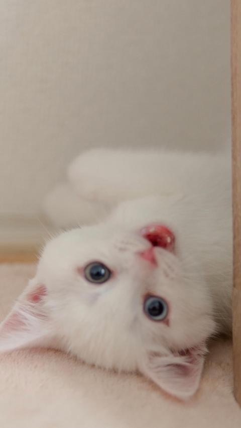 可爱的小奶猫图片高清手机壁纸