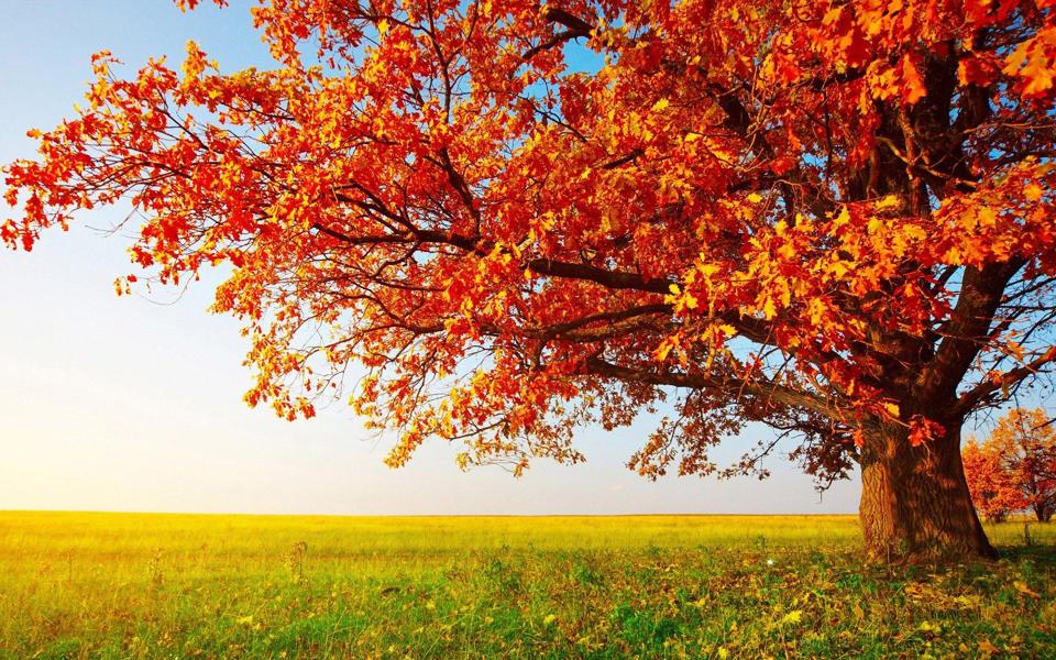 秋天草原上的一棵大树高清壁纸
