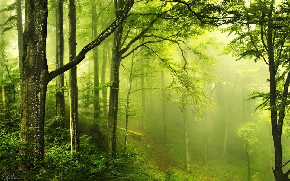 森林里的晨雾壁纸