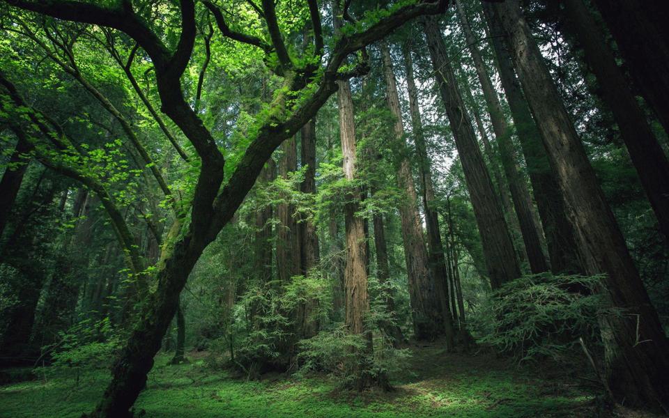 绿色森林一处高清自然风景壁纸高清下载