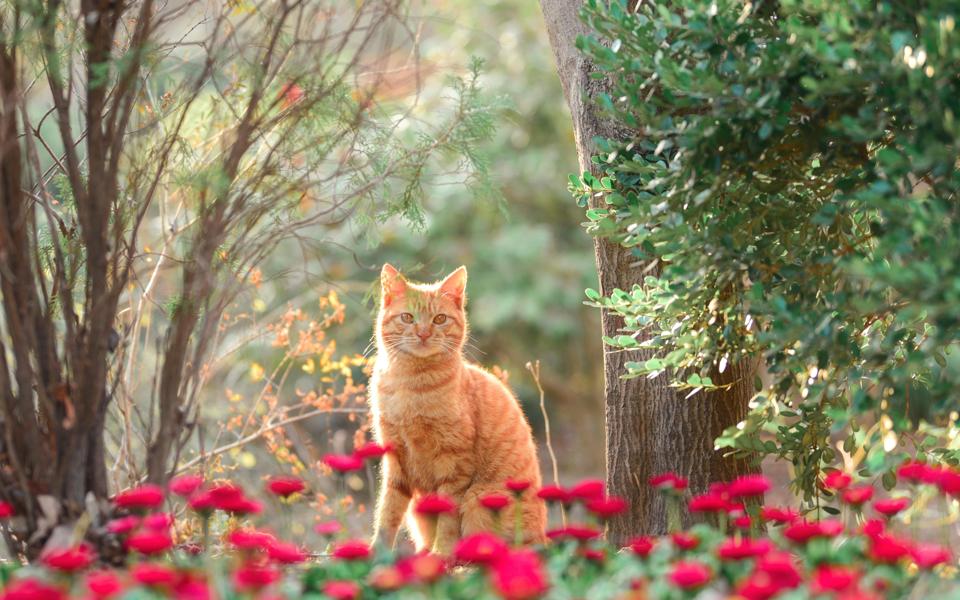 漂亮的橘猫壁纸高清图片 1080