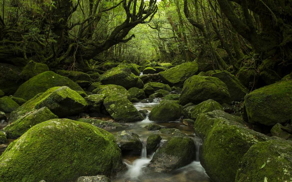 湖南张家界风景图片手机背景下载